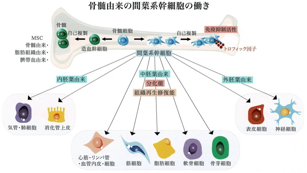 神経内分泌細胞